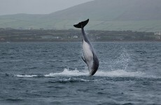 Fungi the Dolphin is alive and well