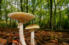 Australian woman accused of murdering in-laws added mushrooms because dish was 'a little bland'