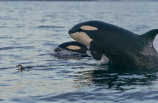 Orcas spotted grooming each other with seaweed in first evidence of marine mammals making tools