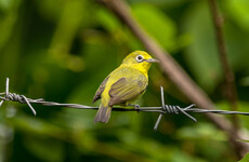 Indonesia foils attempt to smuggle 1,200 endangered birds