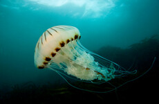 Swarm of jellyfish forces shutdown at biggest nuclear power plant in France