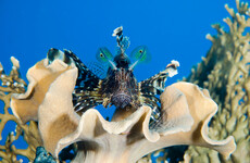 The Mediterranean is heating up - and invasive fish species are moving in