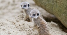 Photos: the cutest Dublin Zoo arrivals of 2012