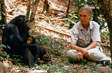 'A conservation giant': Global figures react to death of revered chimpanzee expert Jane Goodall