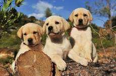 Stricter rules for puppy farms gets cross-party support