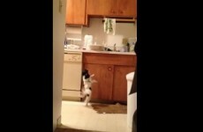 This dog is dancing to Gloria Estefan, and bloody loving it