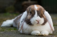 Italian teacher jailed for killing rabbits in class