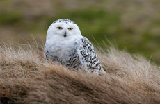 Forty new migratory species given international protection, UN agrees
