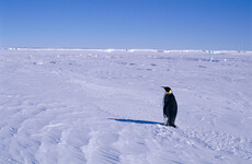 Emperor penguins are now certified endangered and two steps away from extinction