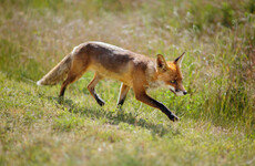 Sinn Féin votes to support a ban fox hunting after heated debate at party's Ard Fheis