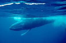 World's oceans have warmest June on record