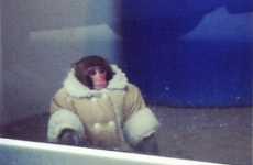 Monkey found at Ikea... wearing nice warm coat and nappy