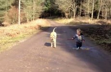 Take a break and watch the cutest video ever