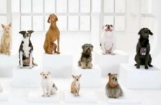 YouTube's 20 most popular ads in 2012