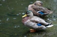 Met Éireann issues flood warning for south and east coasts