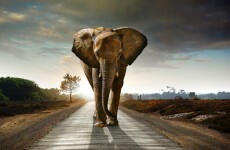 Elephants survive a stay in Siberia... thanks to two cases of vodka