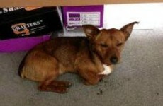 Search for DART dog's owner continues
