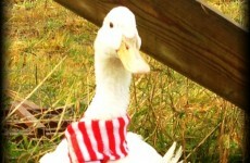 An engagement, duck in a scarf and chislers galore... Christmas with TheJournal.ie readers