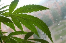 €240,000 of herbal cannabis seized in Carlow