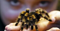 Spiders, monkeys and muddy frogs: pics from London Zoo's stocktake