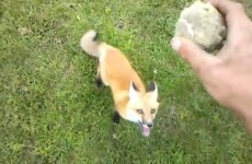 Look at this fox playing fetch... and bloody loving it