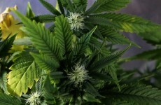 Hundreds of cannabis plants seized in Carlow