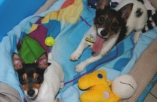 Dogs Trust receives record number of surrender calls after Christmas