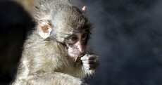Japanese Macaques enjoy a hot bath during cold snap