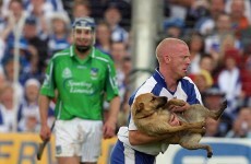 Get that dog off the pitch...