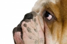 Taiwan confiscates 435 dog penises at illegal abattoir