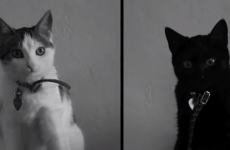 Watch: The five cat videos shortlisted for the Catdance Film Festival