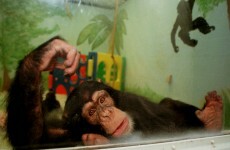 Research chimpanzees to be 'retired' in the US