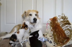 VIDEOS: Meet the most patient dog in the world