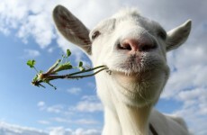 No kidding: Gary the goat brought to court - for eating flowers