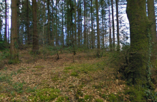 Post-mortem due on body found in Co Wicklow woodlands