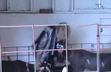 VIDEO: News reporter gets taken out by a feisty goat