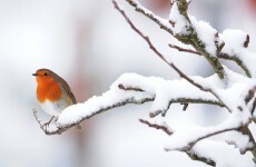 Ice, snow and sleet expected by weekend
