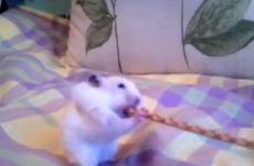 VIDEO: Hamster versus breadstick... hamster wins