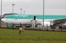 IMPACT suspends Aer Lingus action after talks breakthrough