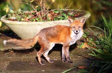 Calls to tackle urban fox problem after attack on baby