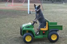 Look at this dog driving a go-kart... and bloody loving it