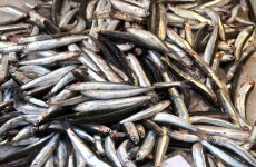 EU agriculture ministers to hold first vote on fishing discards