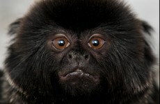 Introducing the goeldi monkey...