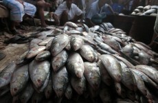 EU ministers ban trawlers from discarding fish