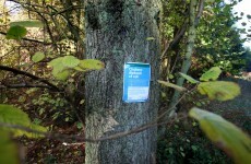 46 confirmed cases of ash dieback in Ireland