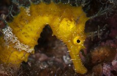 Bray Sea Life to display largest collection of seahorses in Ireland