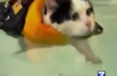VIDEO: News anchor cracks up over swimming cat