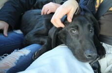 Dumped and dying, Finzi's tale serves as warning to dog owners