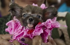 9 things to make you smile on International Happiness Day