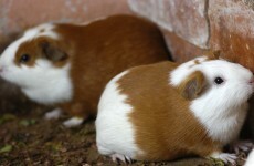 Americans are consuming more guinea pig than ever before